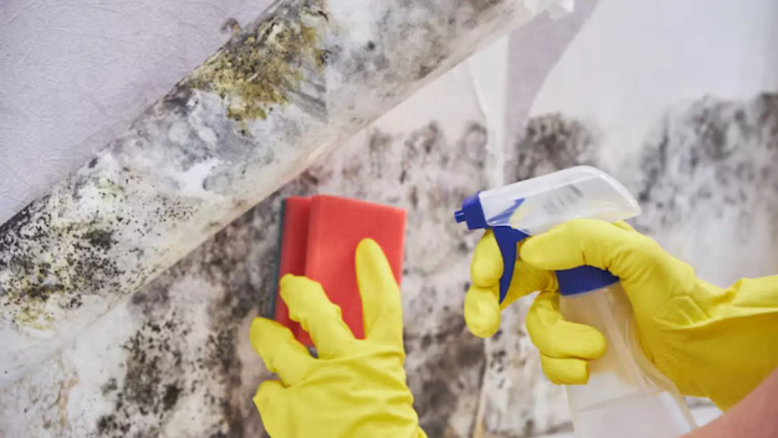 Gloved hands scrubbing dark mold from a wall with a sponge and spray bottle