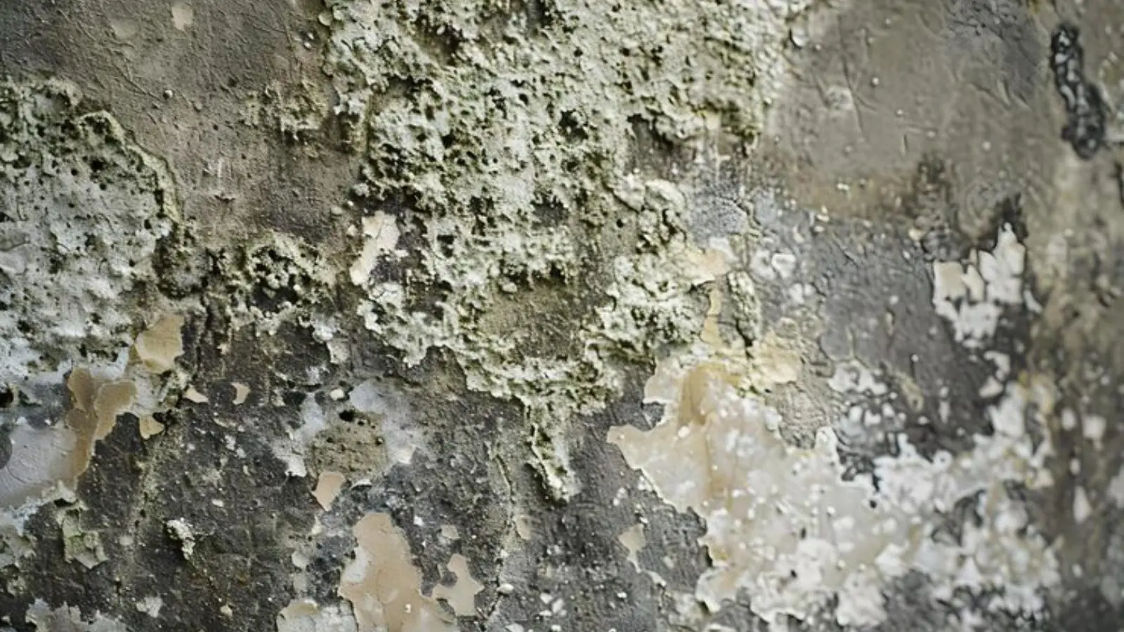 Thick patches of mold and peeling paint on a lower-level wall